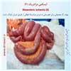 ایسکمی مزانتریک 6