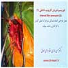 انوریسم کاروتید داخلی 1
